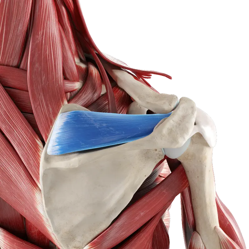 Shoulder joint anatomy