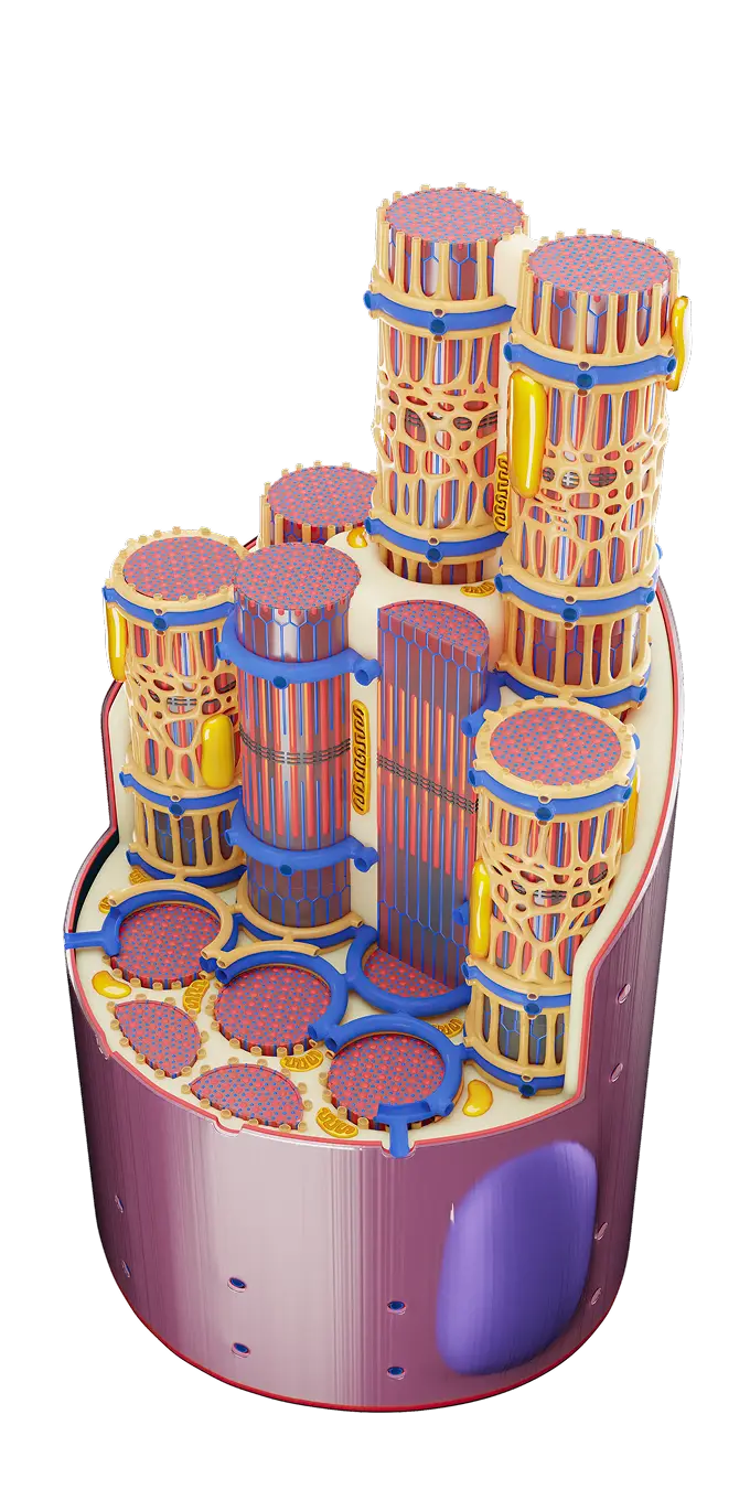 Muscle fiber structure